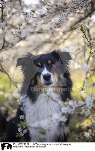 Miniature Australian Shepherd / Miniature Australian Shepherd / MW-29239