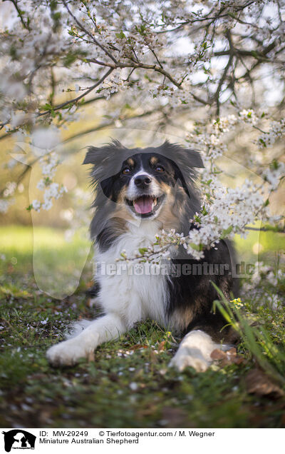 Miniature Australian Shepherd / Miniature Australian Shepherd / MW-29249