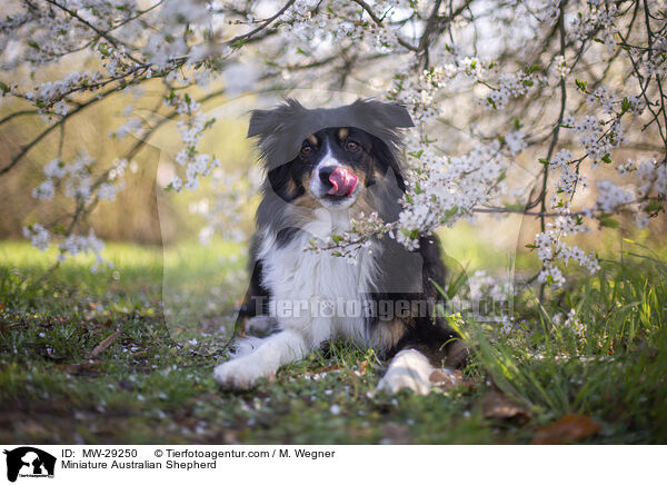 Miniature Australian Shepherd / Miniature Australian Shepherd / MW-29250