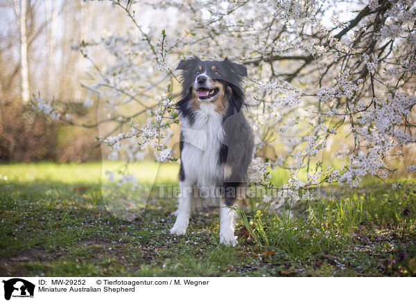 Miniature Australian Shepherd / Miniature Australian Shepherd / MW-29252