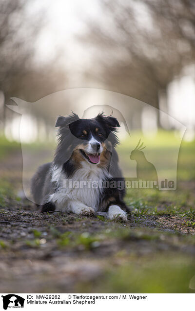 Miniature Australian Shepherd / Miniature Australian Shepherd / MW-29262