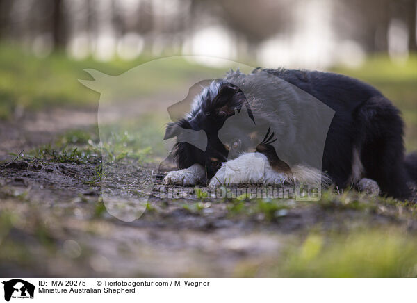 Miniature Australian Shepherd / Miniature Australian Shepherd / MW-29275