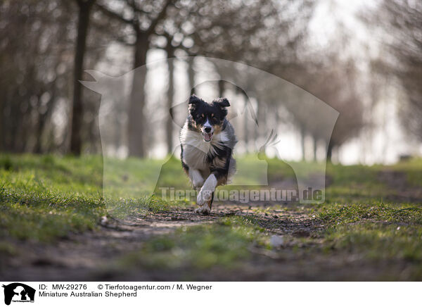 Miniature Australian Shepherd / Miniature Australian Shepherd / MW-29276