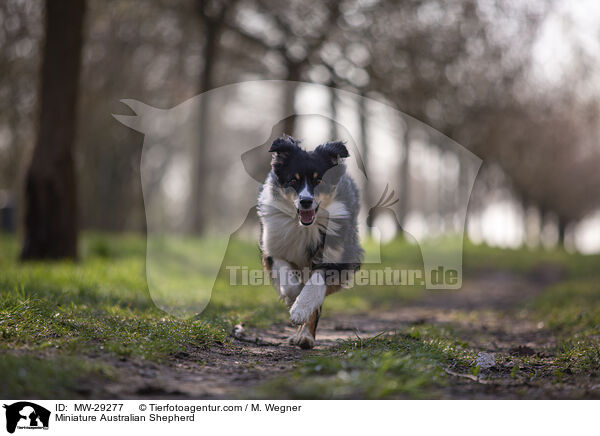 Miniature Australian Shepherd / Miniature Australian Shepherd / MW-29277