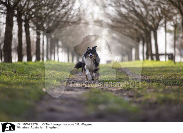 Miniature Australian Shepherd / Miniature Australian Shepherd / MW-29279