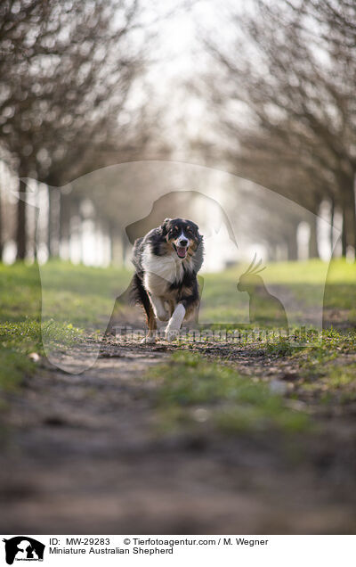 Miniature Australian Shepherd / Miniature Australian Shepherd / MW-29283