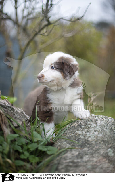 Miniature Australian Shepherd Welpe / Miniature Australian Shepherd puppy / MW-29284