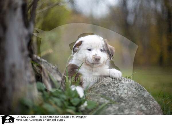 Miniature Australian Shepherd Welpe / Miniature Australian Shepherd puppy / MW-29285