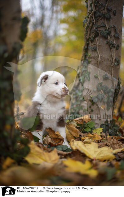 Miniature Australian Shepherd Welpe / Miniature Australian Shepherd puppy / MW-29287