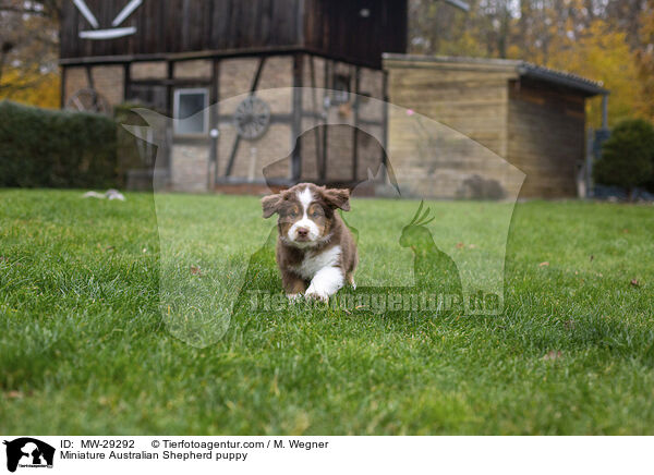 Miniature Australian Shepherd Welpe / Miniature Australian Shepherd puppy / MW-29292