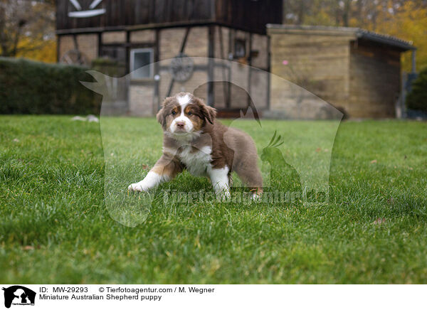 Miniature Australian Shepherd Welpe / Miniature Australian Shepherd puppy / MW-29293