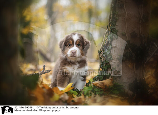 Miniature Australian Shepherd Welpe / Miniature Australian Shepherd puppy / MW-29296