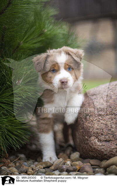 Miniature Australian Shepherd Welpe / Miniature Australian Shepherd puppy / MW-29300