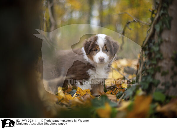 Miniature Australian Shepherd Welpe / Miniature Australian Shepherd puppy / MW-29311