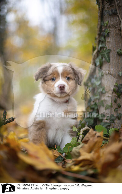 Miniature Australian Shepherd Welpe / Miniature Australian Shepherd puppy / MW-29314