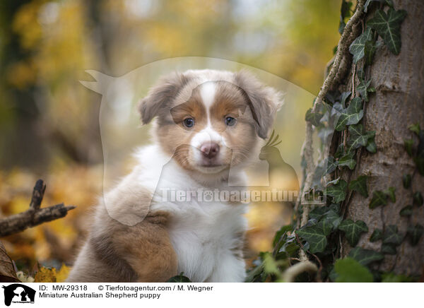 Miniature Australian Shepherd Welpe / Miniature Australian Shepherd puppy / MW-29318