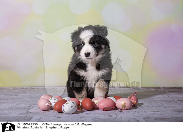 Miniature Australian Shepherd Welpe / Miniature Australian Shepherd Puppy / MW-29330