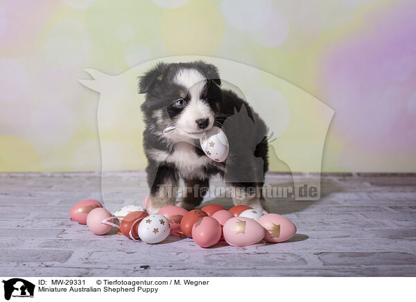 Miniature Australian Shepherd Welpe / Miniature Australian Shepherd Puppy / MW-29331