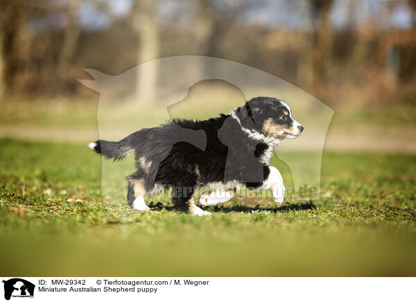 Miniature Australian Shepherd Welpe / Miniature Australian Shepherd puppy / MW-29342