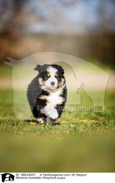 Miniature Australian Shepherd Welpe / Miniature Australian Shepherd puppy / MW-29351