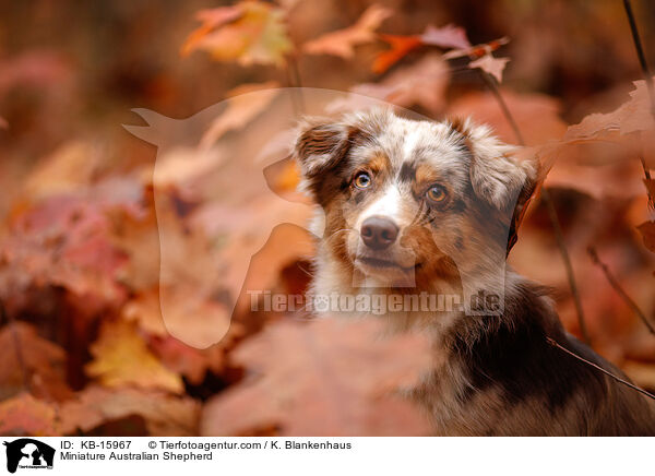 Miniature Australian Shepherd / Miniature Australian Shepherd / KB-15967