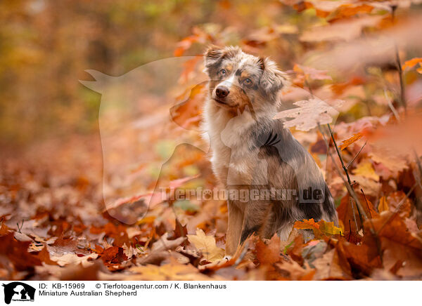 Miniature Australian Shepherd / Miniature Australian Shepherd / KB-15969