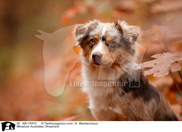 Miniature Australian Shepherd / Miniature Australian Shepherd / KB-15970