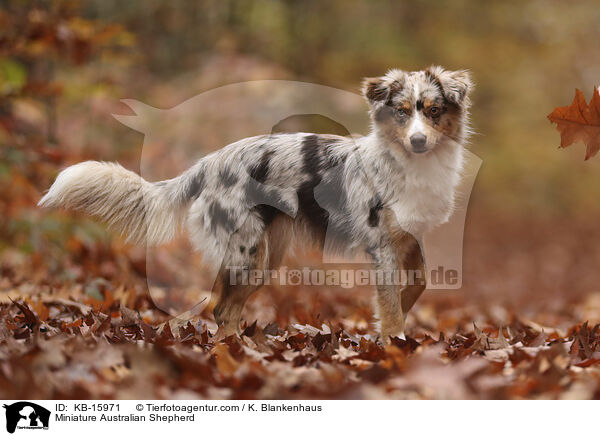 Miniature Australian Shepherd / Miniature Australian Shepherd / KB-15971