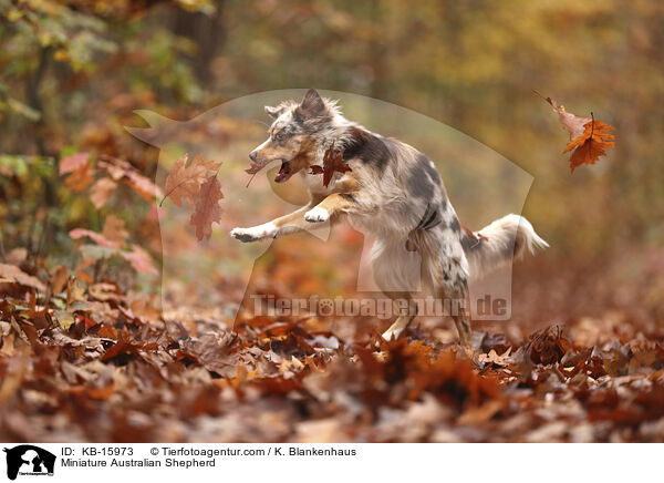 Miniature Australian Shepherd / Miniature Australian Shepherd / KB-15973