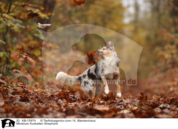 Miniature Australian Shepherd / Miniature Australian Shepherd / KB-15974