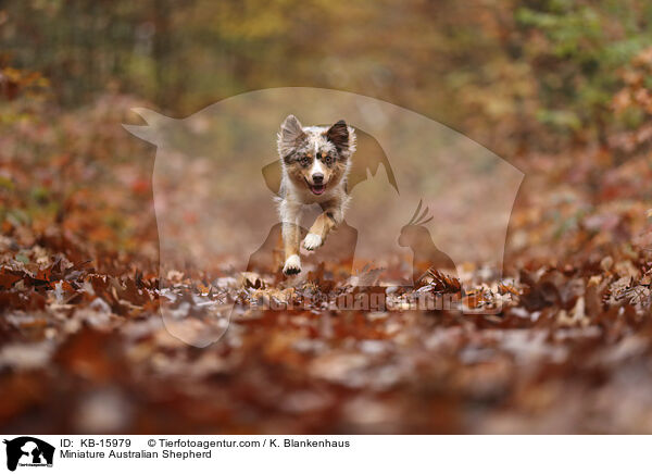 Miniature Australian Shepherd / Miniature Australian Shepherd / KB-15979