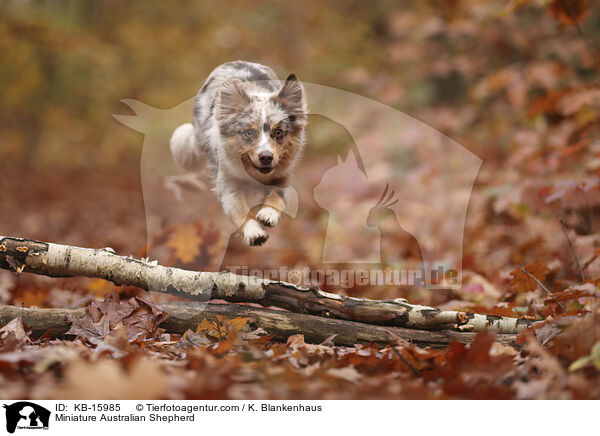 Miniature Australian Shepherd / Miniature Australian Shepherd / KB-15985