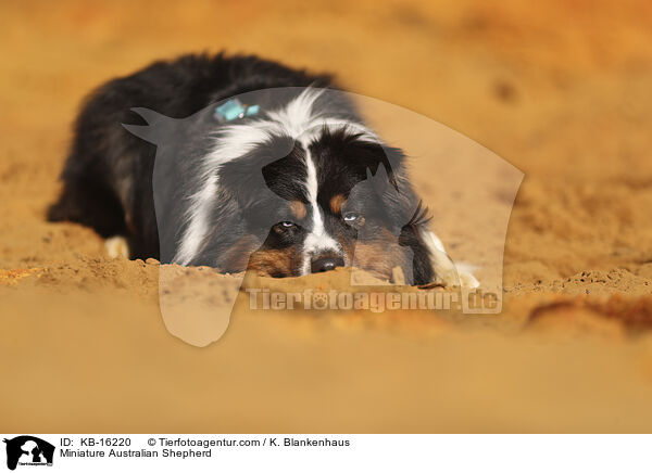 Miniature Australian Shepherd / Miniature Australian Shepherd / KB-16220