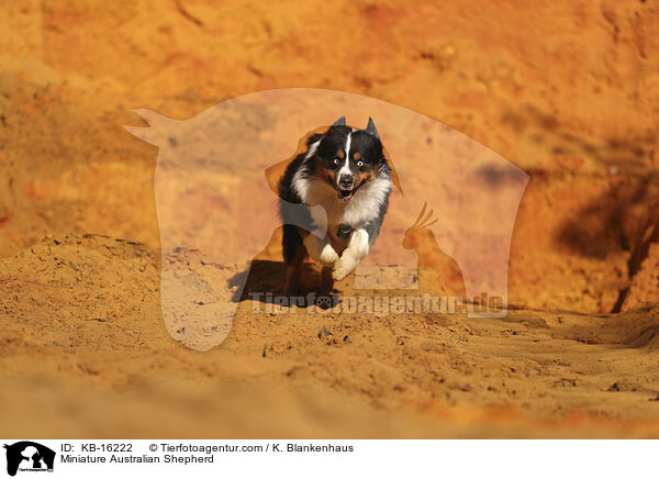 Miniature Australian Shepherd / Miniature Australian Shepherd / KB-16222