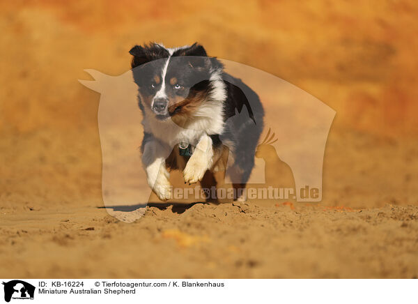 Miniature Australian Shepherd / Miniature Australian Shepherd / KB-16224