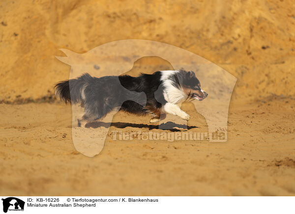 Miniature Australian Shepherd / Miniature Australian Shepherd / KB-16226