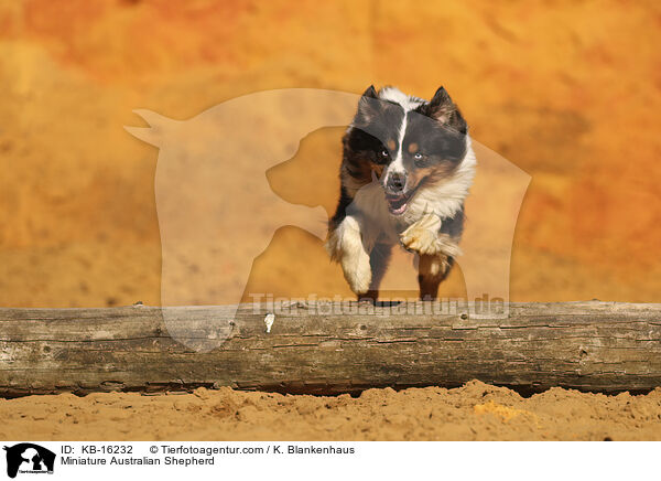 Miniature Australian Shepherd / Miniature Australian Shepherd / KB-16232