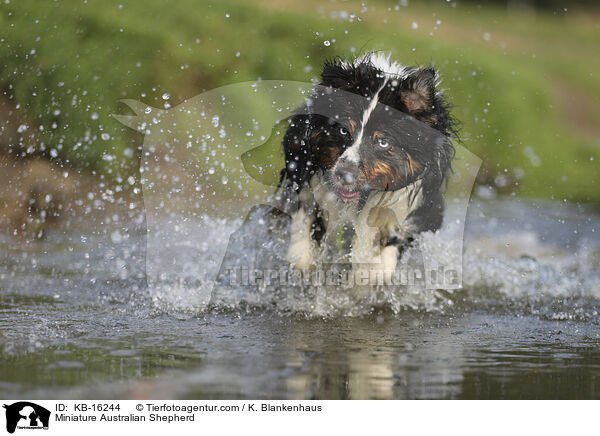 Miniature Australian Shepherd / Miniature Australian Shepherd / KB-16244