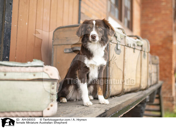 Miniature Australian Shepherd Hndin / female Miniature Australian Shepherd / AH-08003