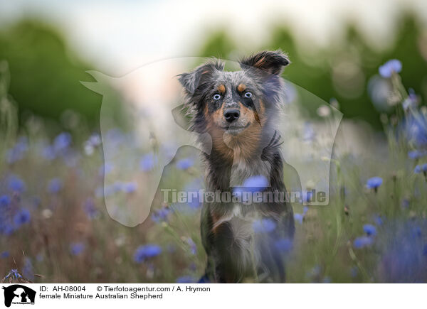 Miniature Australian Shepherd Hndin / female Miniature Australian Shepherd / AH-08004