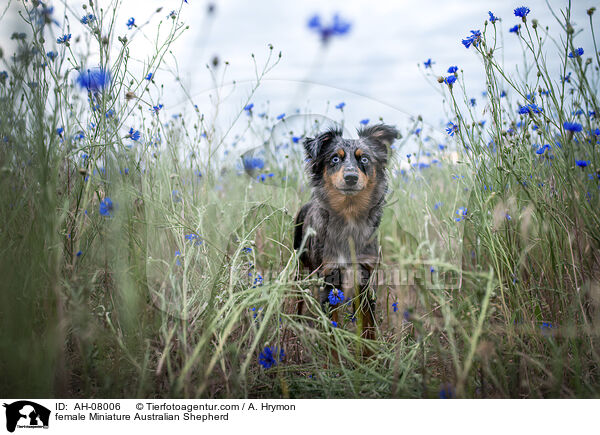 Miniature Australian Shepherd Hndin / female Miniature Australian Shepherd / AH-08006