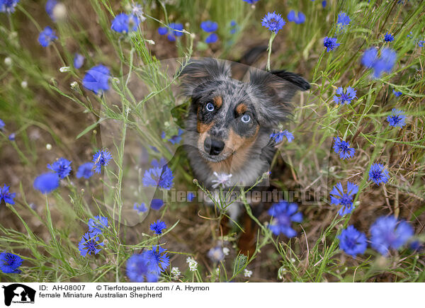 Miniature Australian Shepherd Hndin / female Miniature Australian Shepherd / AH-08007