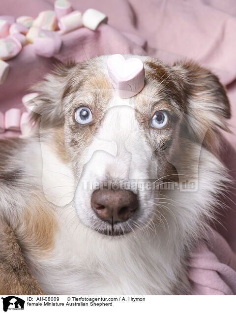 Miniature Australian Shepherd Hndin / female Miniature Australian Shepherd / AH-08009