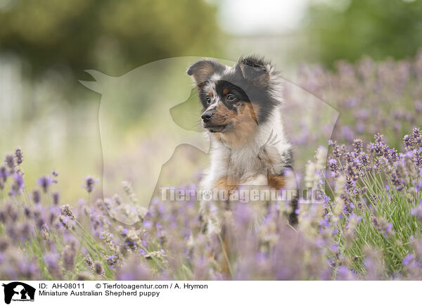 Miniature Australian Shepherd Welpe / Miniature Australian Shepherd puppy / AH-08011