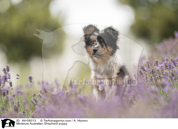 Miniature Australian Shepherd Welpe / Miniature Australian Shepherd puppy / AH-08013