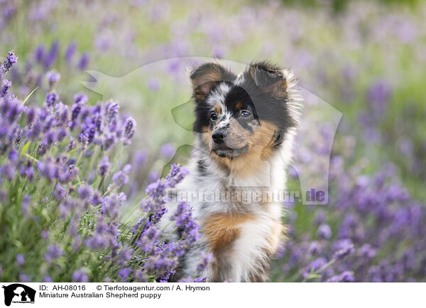 Miniature Australian Shepherd Welpe / Miniature Australian Shepherd puppy / AH-08016