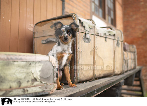 junger Miniature Australian Shepherd / young Miniature Australian Shepherd / AH-08018