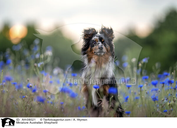 Miniature Australian Shepherd / Miniature Australian Shepherd / AH-08021