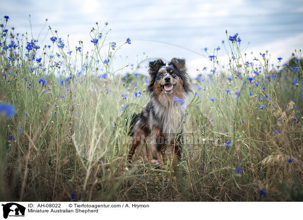 Miniature Australian Shepherd / Miniature Australian Shepherd / AH-08022