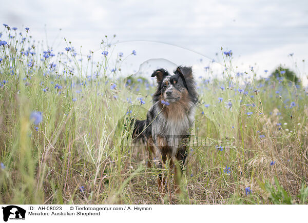 Miniature Australian Shepherd / Miniature Australian Shepherd / AH-08023